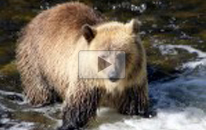 Sailcone's Grizzly Bear Lodge and Safari 